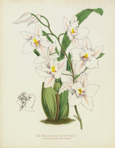 De Pescatore Odontoglot, Odontoglossum Pescatorei door English School